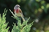 J16_1320 Linnet